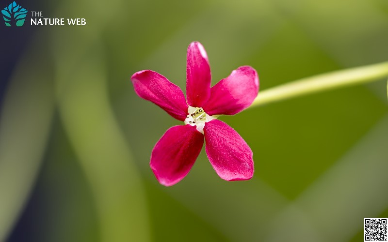 Rangoon Creeper